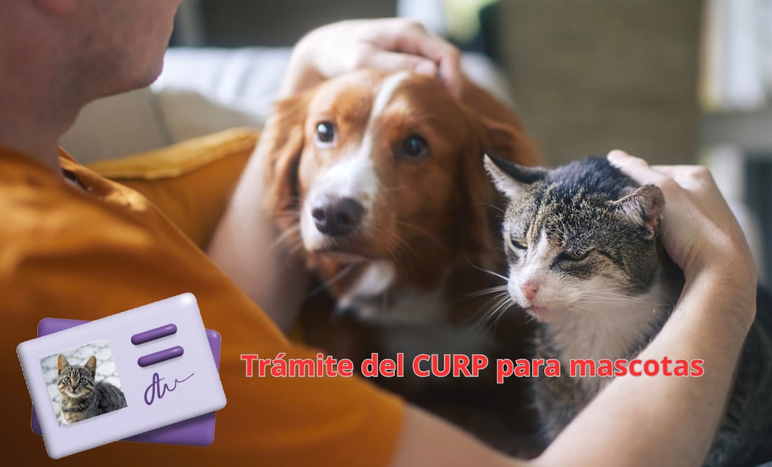 CURP para mascotas en CDMX. Cómo tramitar, costo y monto de la multa por no tenerlo. Foto: iSTOCK