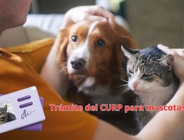 CURP para mascotas en CDMX. Cómo tramitar, costo y monto de la multa por no tenerlo