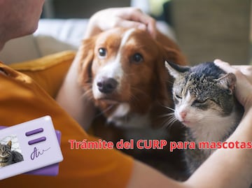 CURP para mascotas en CDMX. Cómo tramitar, costo y monto de la multa por no tenerlo