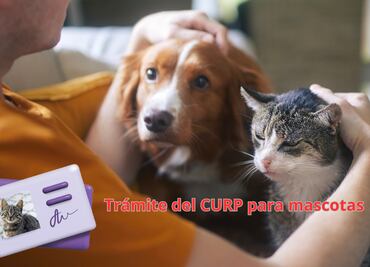 CURP para mascotas en CDMX. Cómo tramitar, costo y monto de la multa por no tenerlo