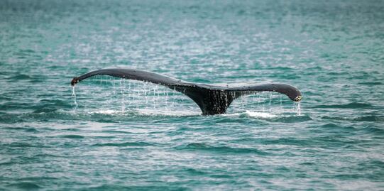 Dron capta a ballena y su cría nadando en mar de San Diego
