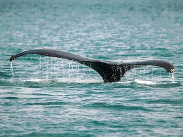 Dron capta a ballena y su cría nadando en mar de San Diego