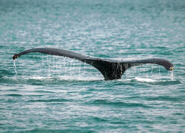 Dron capta a ballena y su cría nadando en mar de San Diego