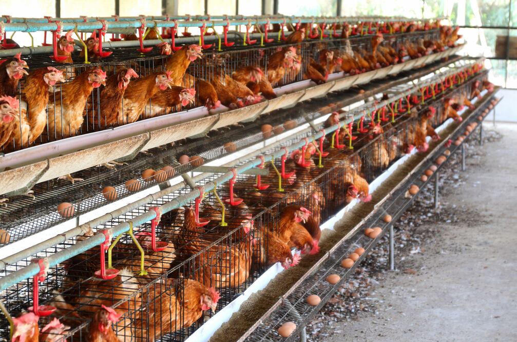Cal-Maine Foods sacrifica miles de gallinas tras detectar gripe aviar en planta de Texas. Foto iStock / assakorn_14
