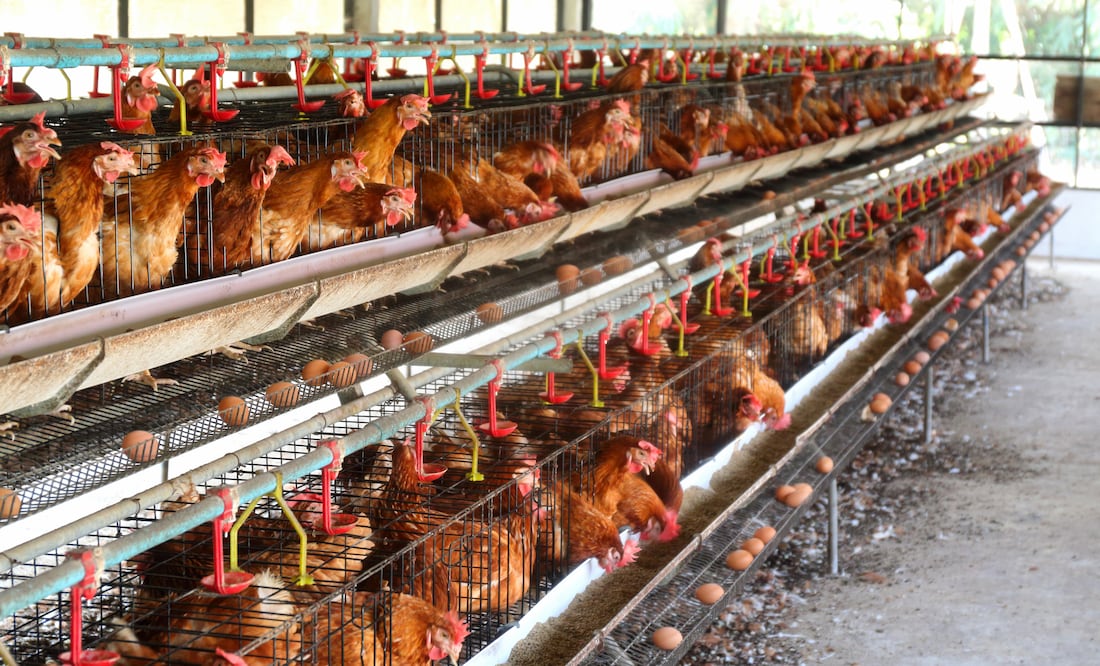 Cal-Maine Foods sacrifica miles de gallinas tras detectar gripe aviar en planta de Texas. Foto iStock / assakorn_14
