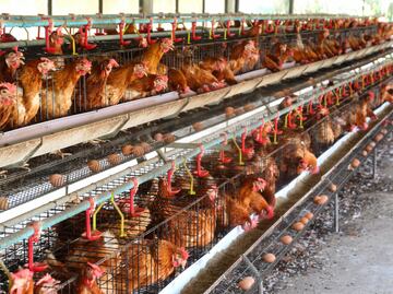 Cal-Maine Foods sacrifica miles de gallinas tras detectar gripe aviar en planta de Texas