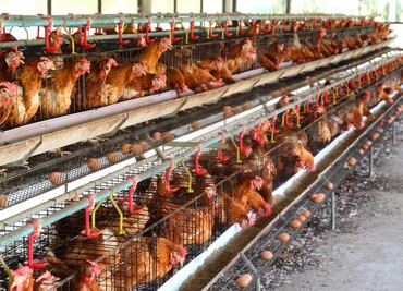 Cal-Maine Foods sacrifica miles de gallinas tras detectar gripe aviar en planta de Texas