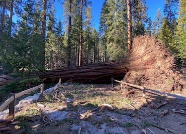 Vientos fuertes derriban sequoias enormes del Parque Nacional de Yosemite