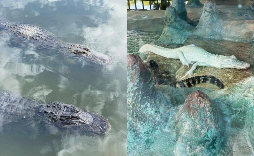 De alimentar cocodrilos a tirolesas "infinitas": la aventura en Gatorland Orlando