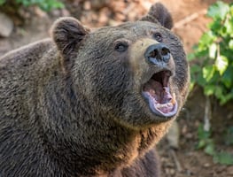 Oso ataca a campistas que dormían en parque de Alaska
