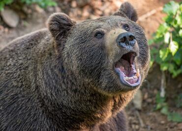 Oso ataca a campistas que dormían en parque de Alaska