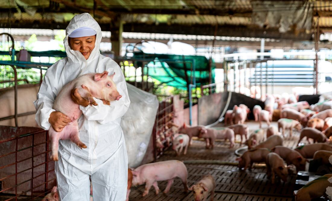 Empresa de Estados Unidos ofrece 41,000 pesos a veterinarios que quieran trabajar en una procesadora de carne. iStock/Rat0007
