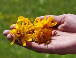 Té de árnica. ¿Es bueno tomarlo? ¿Cuáles son sus beneficios? Esto dice la ciencia
