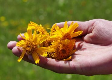 Té de árnica. ¿Es bueno tomarlo? ¿Cuáles son sus beneficios? Esto dice la ciencia