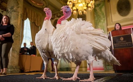Con gran lujo, llegan los pavos que perdonarán en la Casa Blanca por Thanksgiving