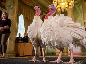 Con gran lujo, llegan los pavos que perdonarán en la Casa Blanca por Thanksgiving