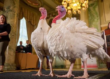 Con gran lujo, llegan los pavos que perdonarán en la Casa Blanca por Thanksgiving