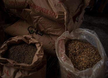 Ucrania prohíbe exportación de granos básicos; África, Asia Medio Oriente temen por escasez de alimentos