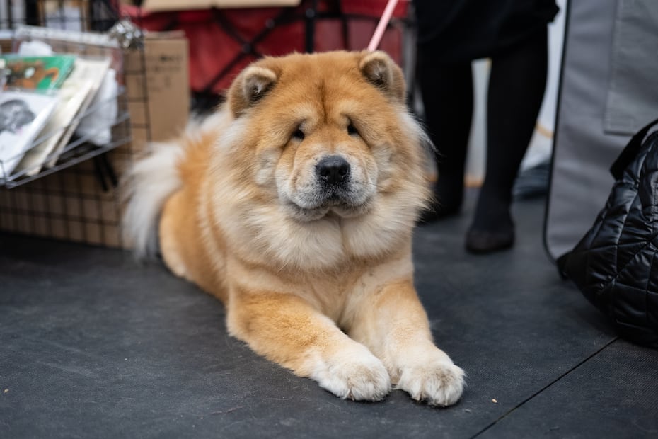 ¿Cuáles son más flojos? Según la ciencia, estas 8 razas de perros son las más dormilonas. Foto: iSTOCK-Robert Nieznanski