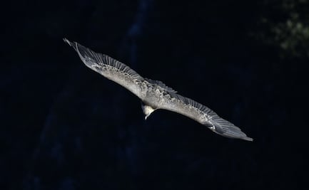 Mujer pagará 53 mil dólares por alimentar animales salvajes en Florida