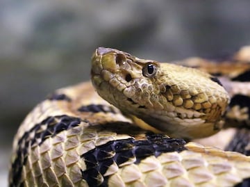 Encuentran invasión de serpientes de cascabel en casa de California