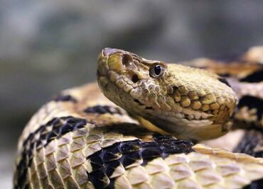 Encuentran invasión de serpientes de cascabel en casa de California