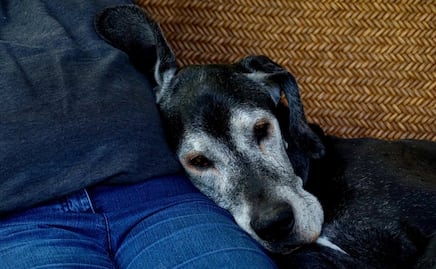 ¿Cuándo un perro comienza a envejecer y cómo cuidarlo? 