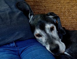 ¿Cuándo un perro comienza a envejecer y cómo cuidarlo?
