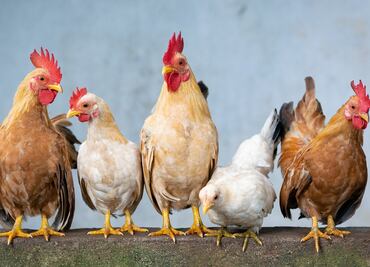 Rescatan a más de 90 animales y una adolescente encerrados en una casa