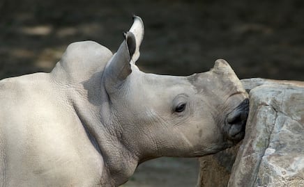 Logran obtener 5 embriones del casi extinto rinoceronte blanco del norte