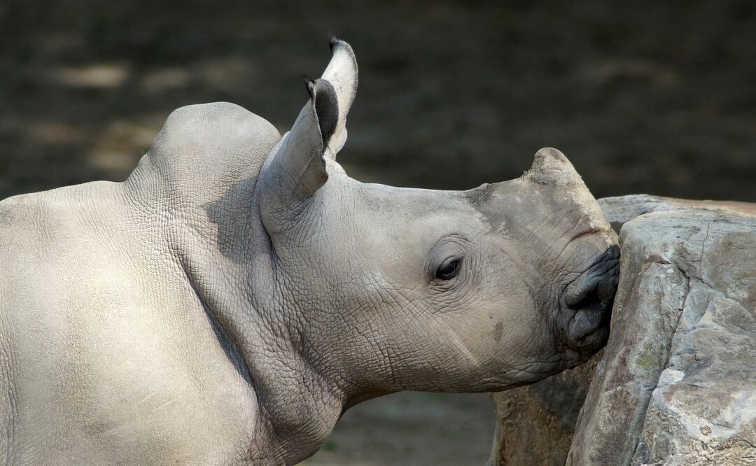Logran obtener 5 embriones del casi extinto rinoceronte blanco del norte. Foto: Pixabay