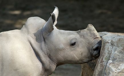 Logran obtener 5 embriones del casi extinto rinoceronte blanco del norte