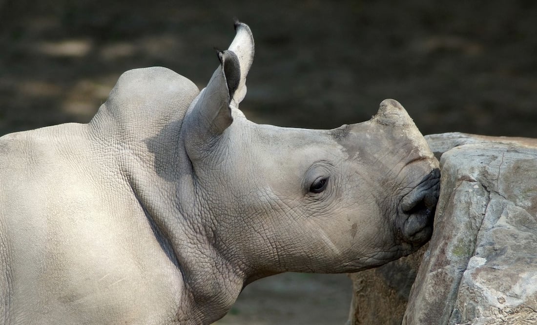 Logran obtener 5 embriones del casi extinto rinoceronte blanco del norte. Foto: Pixabay