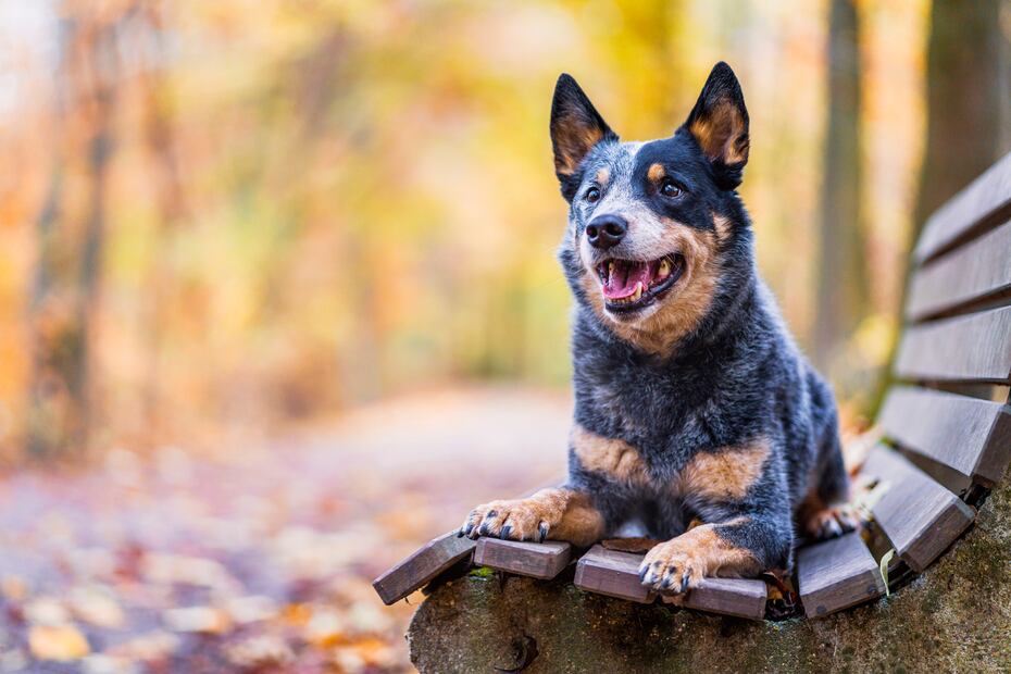 8 razas de perros más saludables y con menos probabilidades de enfermar. Foto: iSTOCK-Fischer S.