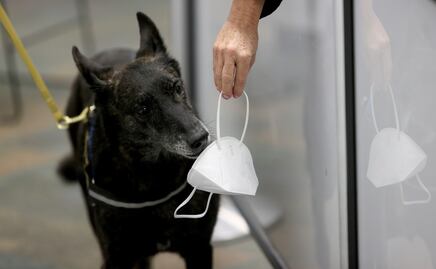 Inicia programa de perros entrenados para detectar Covid-19 en EU