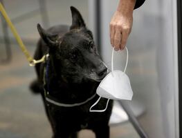 Inicia programa de perros entrenados para detectar Covid-19 en EU