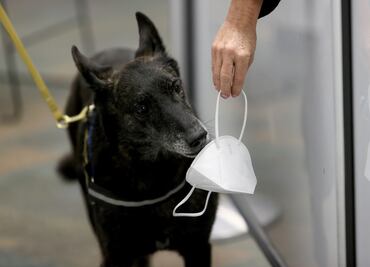 Inicia programa de perros entrenados para detectar Covid-19 en EU
