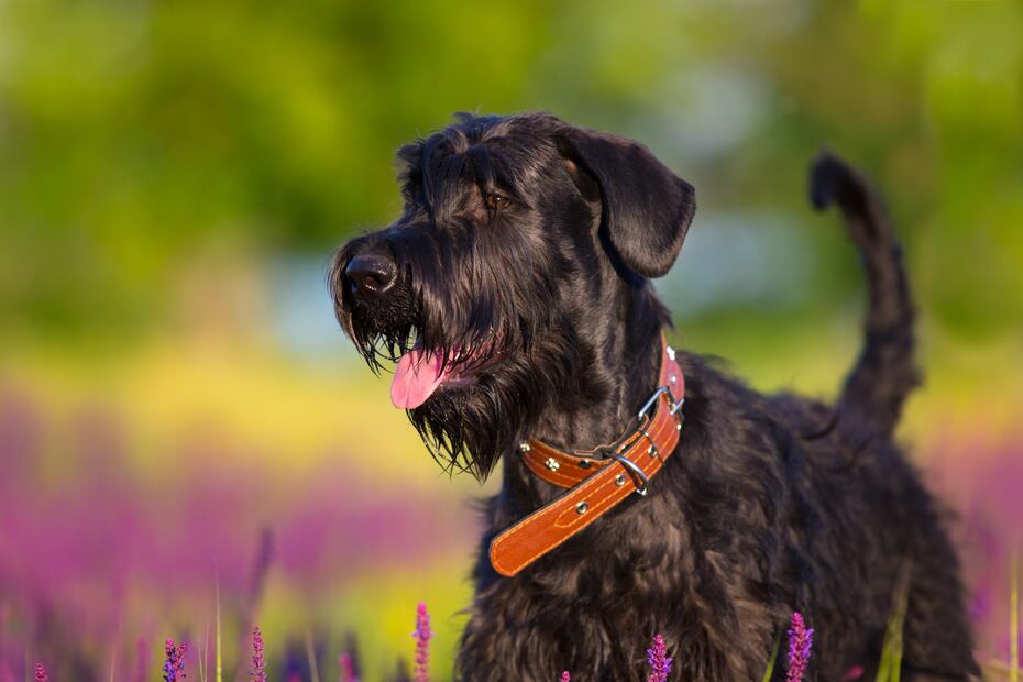8 mejores razas de perros para personas alérgicas; abrázalos sin miedo a los efectos. Foto: iSTOCK-Nemyrivskyi Viacheslav