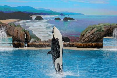 TripAdvidsor dejará de vender boletos para SeaWorld; aquí la razón