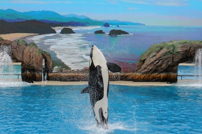 TripAdvidsor dejará de vender boletos para SeaWorld; aquí la razón