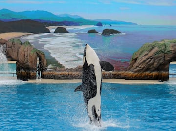 TripAdvidsor dejará de vender boletos para SeaWorld; aquí la razón