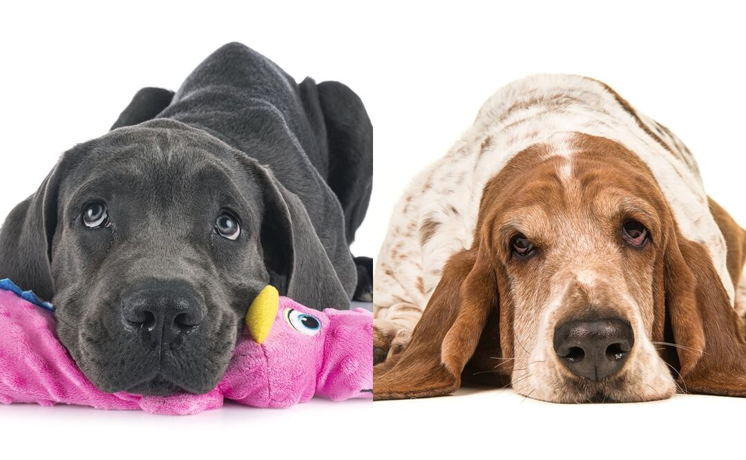 ¿Cuáles son más flojos? Según la ciencia, estas 8 razas de perros son las más dormilonas. Foto: iSTOCK-cynoclub-MirasWonderland