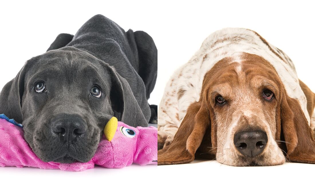 ¿Cuáles son más flojos? Según la ciencia, estas 8 razas de perros son las más dormilonas. Foto: iSTOCK-cynoclub-MirasWonderland