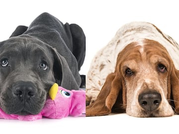 ¿Cuáles son más flojas? Según los expertos, estas 8 razas de perros son las más dormilonas