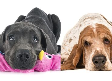 ¿Cuáles son más flojas? Según los expertos, estas 8 razas de perros son las más dormilonas