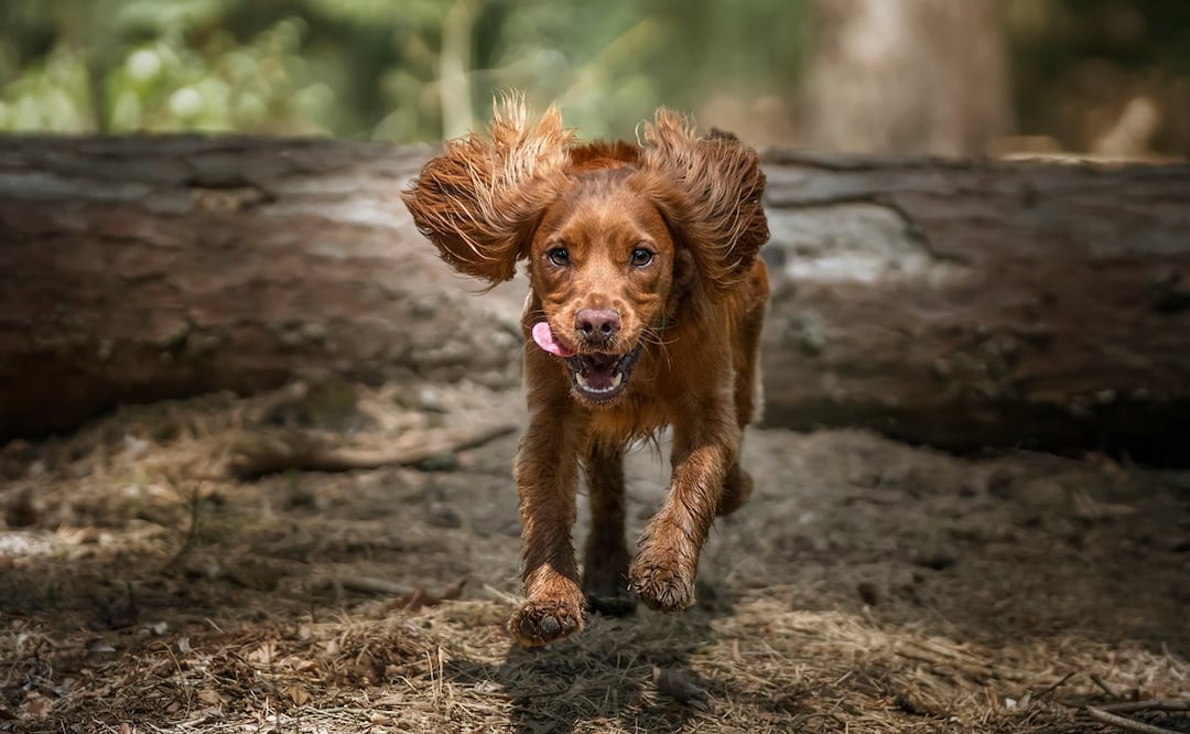 ¿Desobedientes? ¿Traviesos? Estas son las razas de perros con peor comportamiento. Foto: iStock-chrisuk1