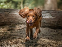 ¿Desobedientes? ¿Traviesos? Estas son las razas de perros con peor comportamiento