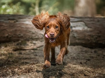 ¿Desobedientes? ¿Traviesos? Estas son las razas de perros con peor comportamiento