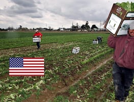 Las 10 empresas de EU con más peticiones aprobadas para trabajadores agrícolas