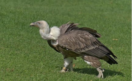 Gripe aviar mata a cientos de buitres silvestre en Georgia